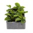 Gerbera Kamelo 6 Pack Boxed Bedding Alternative Image