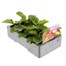 Gerbera Kamelo 6 Pack Boxed Bedding Alternative Image