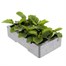 Gerbera Kamelo 6 Pack Boxed Bedding Alternative Image