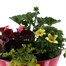 Glossy Red Bell Seasonal Bedding Planted Container 22cm - Summer Alternative Image