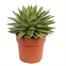 Growth Technology Houseplant Pot - Terracotta 11 cm (POTP11)Alternative Image1
