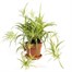 Growth Technology Houseplant Pot - Terracotta 17 cm (POTP17)Alternative Image1