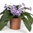 Growth Technology Houseplant Pot - Terracotta 21 cm (POTP21)Alternative Image1