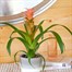 Guzmania Pink HouseplantAlternative Image1