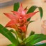 Guzmania Pink HouseplantAlternative Image2