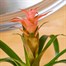 Guzmania Pink HouseplantAlternative Image3