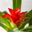 Guzmania Red HouseplantAlternative Image1