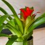 Guzmania Red HouseplantAlternative Image2