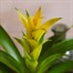 Guzmania Yellow HouseplantAlternative Image2