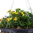 Hanging Seasonal Bedding Mossed Basket 14 Inches - Summer Alternative Image
