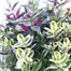 Hebe Planter Quattro - 4 varieties in 1 pot - in 5L Pot Alternative Image