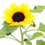 Helianthus Sunsation 13cm Pot BeddingAlternative Image1