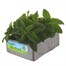 Heliotrope Marine Jumbo 6 Pack Boxed BeddingAlternative Image4