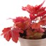 Heuchera Autumn Leaves 2L Pot BeddingAlternative Image2