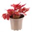 Heuchera Autumn Leaves 2L Pot BeddingAlternative Image1