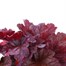 Heuchera Berry Smoothie 2L Pot Bedding Alternative Image2