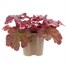 Heuchera Berry Smoothie 2L Pot Bedding Alternative Image1