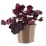 Heuchera Black Pearl 2L Pot BeddingAlternative Image1
