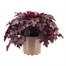 Heuchera Blackberry Jam 2L Pot BeddingAlternative Image1