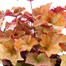 Heuchera Crème Brulee 2L Pot Bedding  Alternative Image
