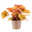 Heuchera Crème Brulee 2L Pot Bedding  Alternative Image