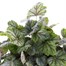 Heuchera Green Spice 2L Pot BeddingAlternative Image2