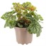 Heuchera Green Spice 2L Pot BeddingAlternative Image1