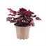 Heuchera Midnight Rose 2L Pot Bedding Alternative Image1