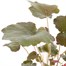 Heuchera Palace Purple 13cm Pot Bedding  Alternative Image