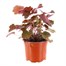 Heuchera Palace Purple 13cm Pot Bedding  Alternative Image