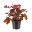 Heuchera Palace Purple 10.5cm Pot Bedding Alternative Image