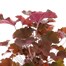 Heuchera Palace Purple 10.5cm Pot Bedding Alternative Image