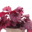 Heuchera Wild Rose 2L Pot Bedding Alternative Image2