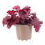 Heuchera Wild Rose 2L Pot Bedding Alternative Image1