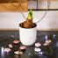 Hippeastrum Amaryllis Christmas Houseplant - White - 12cm pot Alternative Image