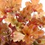 Heuchera Marmalade 2L Pot BeddingAlternative Image2