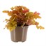 Heuchera Marmalade 2L Pot BeddingAlternative Image1