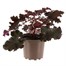 Heuchera Purple Petticoats 2L Pot BeddingAlternative Image1