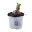 Hyacinth Jan Bos 10.5cm Pot Bedding Bulbs Alternative Image
