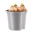 Hyacinth White 13cm Pot Bedding Bulbs Alternative Image