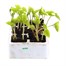 Runner Bean Hybrid Firestorm 6 Pack Boxed VegetableAlternative Image1