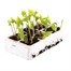 Runner Bean Hybrid Firestorm 6 Pack Boxed VegetableAlternative Image3