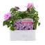 Impatiens F1 Lilac Blue 6 Pack Boxed BeddingAlternative Image1
