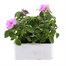 Impatiens F1 Lilac Blue 6 Pack Boxed BeddingAlternative Image3