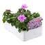 Impatiens F1 Lilac Blue 6 Pack Boxed BeddingAlternative Image3