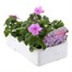 Impatiens F1 Lilac Blue 6 Pack Boxed BeddingAlternative Image4