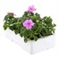 Impatiens F1 Lilac Blue 6 Pack Boxed BeddingAlternative Image5