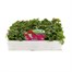 Impatiens F1 Hybrids Mixed 20 Pack Boxed BeddingAlternative Image1