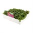 Impatiens F1 Hybrids Mixed 20 Pack Boxed BeddingAlternative Image2