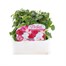 Impatiens F1 Pastel Mixed 6 Pack Boxed BeddingAlternative Image1